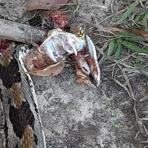 Meet your Posher, Joe